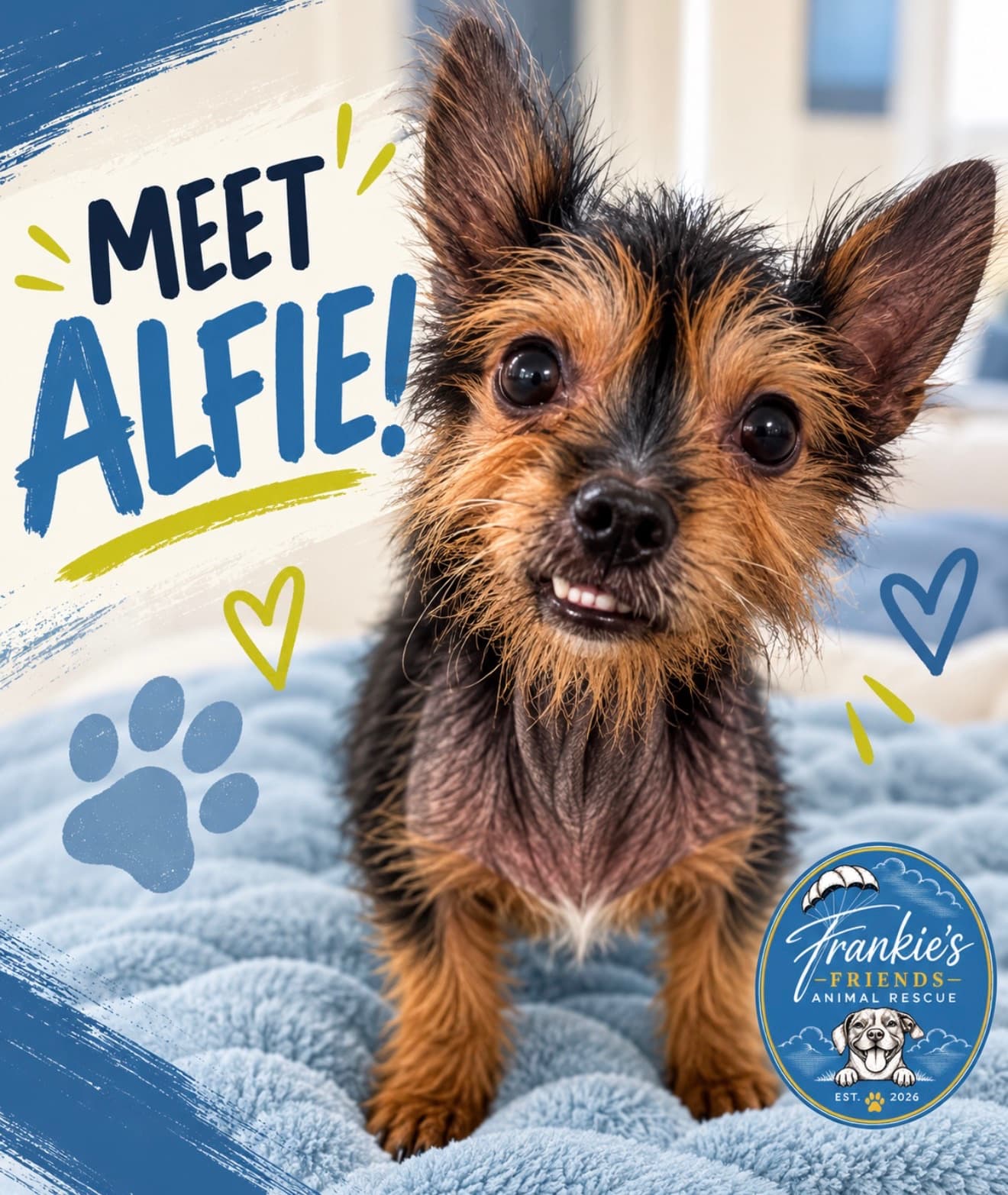 Alfie, one of our adoptable pets